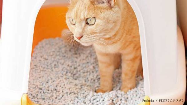 愛猫のトイレ、いつ掃除してる？　猫砂メーカーに聞いた『おすすめの頻度』を守ってあげたい