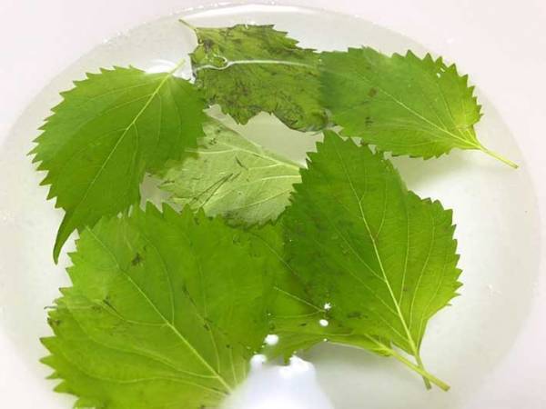 しなびた大葉、捨てないで！　放置するだけの復活方法に「みずみずしさ、おかえり」