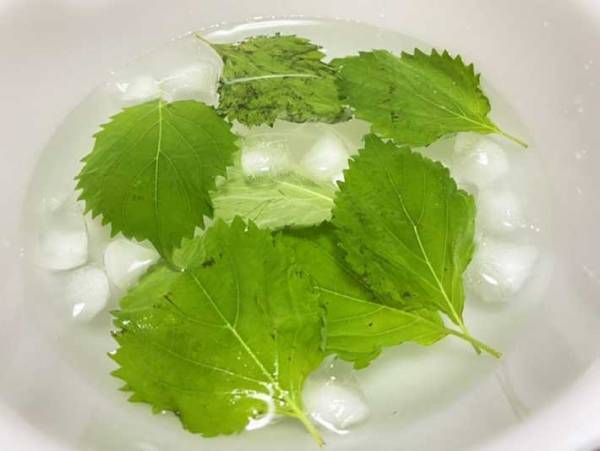 しなびた大葉、捨てないで！　放置するだけの復活方法に「みずみずしさ、おかえり」