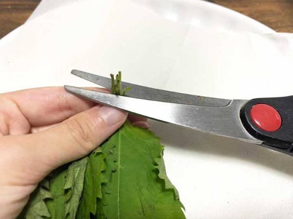 しなびた大葉、捨てないで！　放置するだけの復活方法に「みずみずしさ、おかえり」