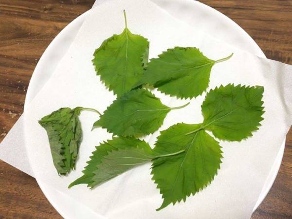 しなびた大葉、捨てないで！　放置するだけの復活方法に「みずみずしさ、おかえり」