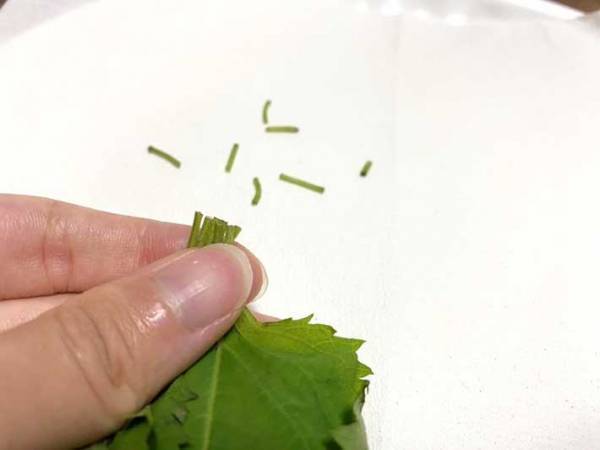 しなびた大葉、捨てないで！　放置するだけの復活方法に「みずみずしさ、おかえり」