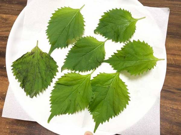 しなびた大葉、捨てないで！　放置するだけの復活方法に「みずみずしさ、おかえり」