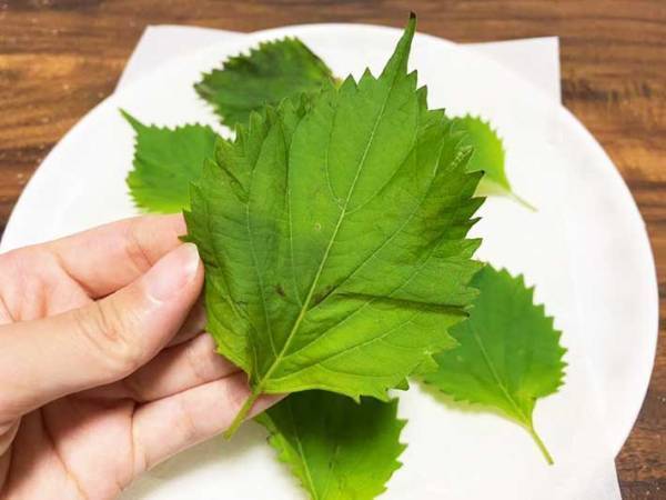 しなびた大葉、捨てないで！　放置するだけの復活方法に「みずみずしさ、おかえり」