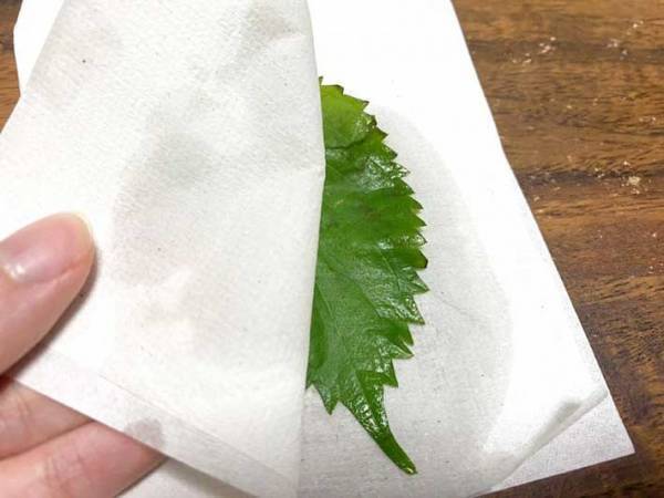 しなびた大葉、捨てないで！　放置するだけの復活方法に「みずみずしさ、おかえり」