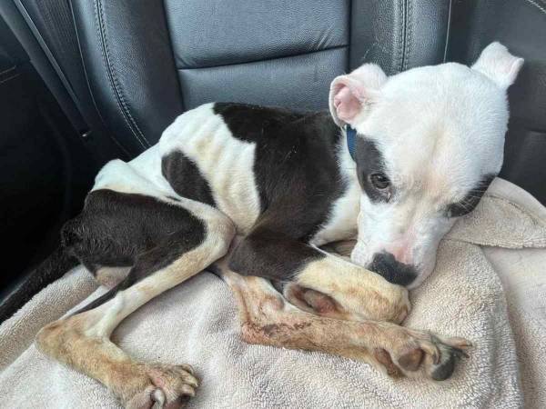 立つことすらできず…　バス停で見つかった瀕死の犬　現在の姿に「同じ犬と思えない」