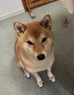 破かれた『保護者説明会のプリント』　「表情で吹いた」「やっちまったな」