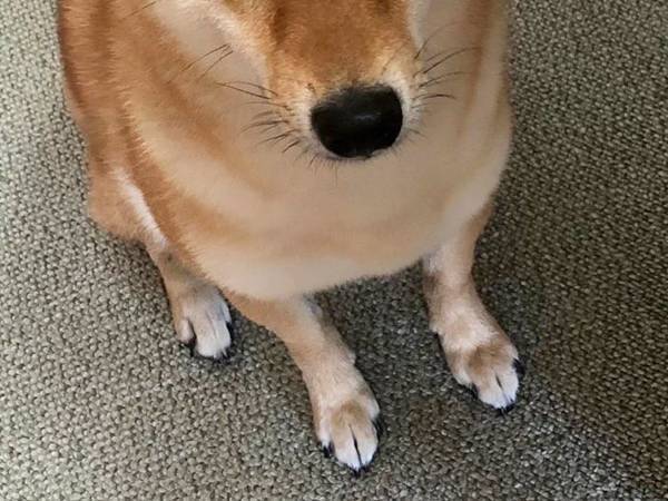 破かれた『保護者説明会のプリント』　「表情で吹いた」「やっちまったな」