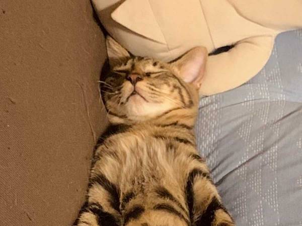 飼い主「３か月の成長ぶりです」　子猫の『ビフォーアフター』の写真に「そんなことある？」