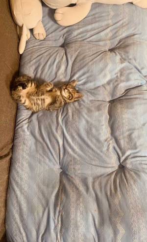 飼い主「３か月の成長ぶりです」　子猫の『ビフォーアフター』の写真に「そんなことある？」