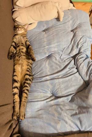 飼い主「３か月の成長ぶりです」　子猫の『ビフォーアフター』の写真に「そんなことある？」