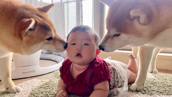 うつぶせトレーニング中の娘　２匹の柴犬が近寄ってくると…？