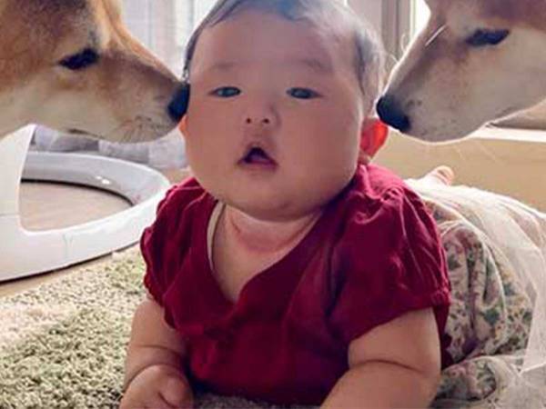 うつぶせトレーニング中の娘　２匹の柴犬が近寄ってくると…？