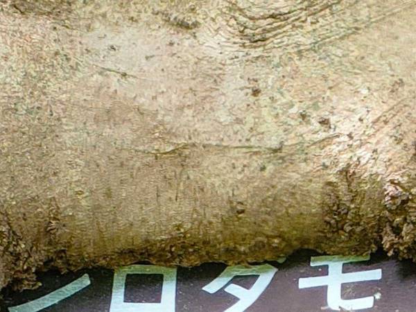 「何年かかったんだろう」「そんなものを食べたら…」　何やら、もぐもぐしている木が話題に