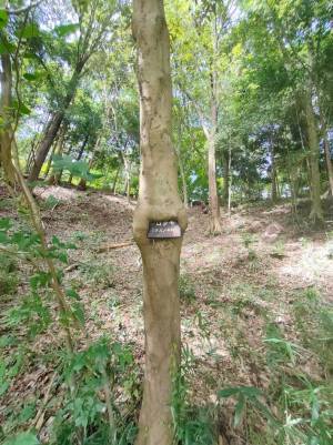 「何年かかったんだろう」「そんなものを食べたら…」　何やら、もぐもぐしている木が話題に