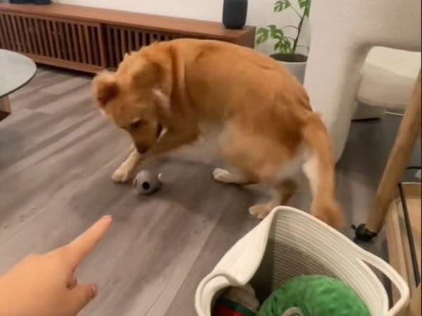「うちの犬にも教えたい！」　飼い主と『ゲーム』を楽しむ犬　その内容に反響
