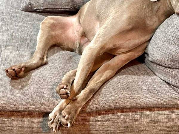 プールで遊びすぎた結果…？　愛犬の疲労感漂う姿に「マジ人間だわ」