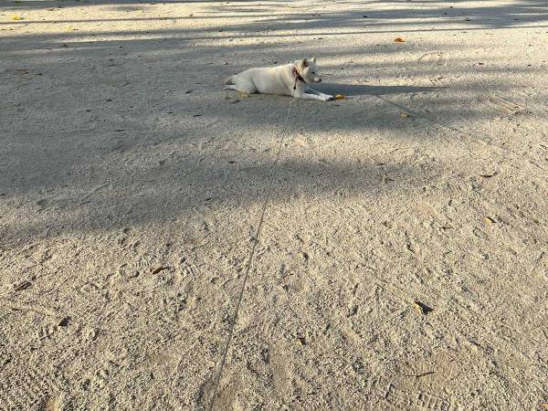 「なりきっている～」「地面の守り神様？」　公園の真ん中にいたのは…