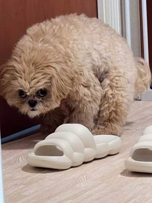 トイレの場所を間違えているけど…　飼い主が指摘できない『理由』に、爆笑