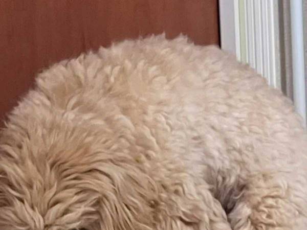 トイレの場所を間違えているけど…　飼い主が指摘できない『理由』に、爆笑