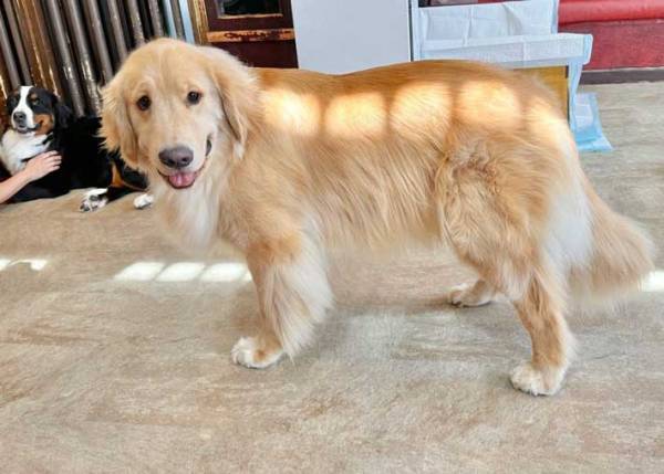 トトロの『ネコバス』ならぬ『イヌバス』をご覧ください