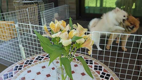 自宅の花を写したはずが…　背後に写り込んでいたのは？