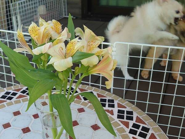 自宅の花を写したはずが…　背後に写り込んでいたのは？