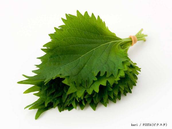 大葉を『あの食材』と漬けるだけ！とんでもない絶品おかずに「これはご飯泥棒」