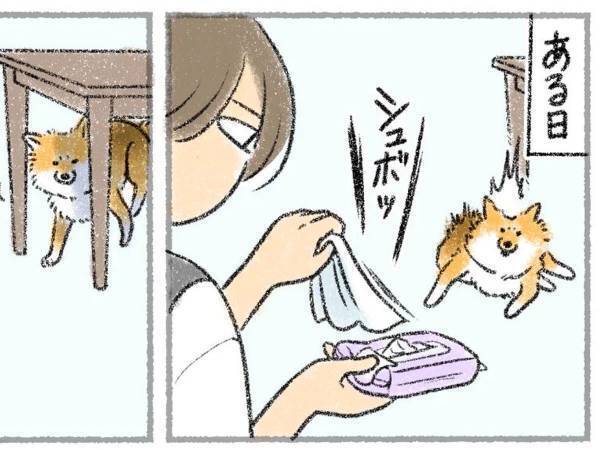 そんな目で見ないで…　ボディシートを使った時の、犬の『ドン引き具合』がすごい