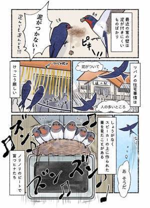 最近の『ツバメの住宅事情』　巣作りできる場所が減って、こんな結果に！