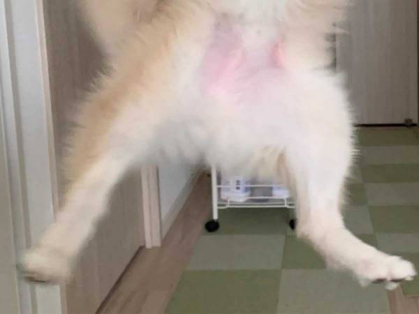 愛犬におもちゃを投げた飼い主　偶然とらえた『躍動感あふれる１枚』とは？