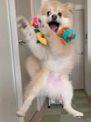 愛犬におもちゃを投げた飼い主　偶然とらえた『躍動感あふれる１枚』とは？