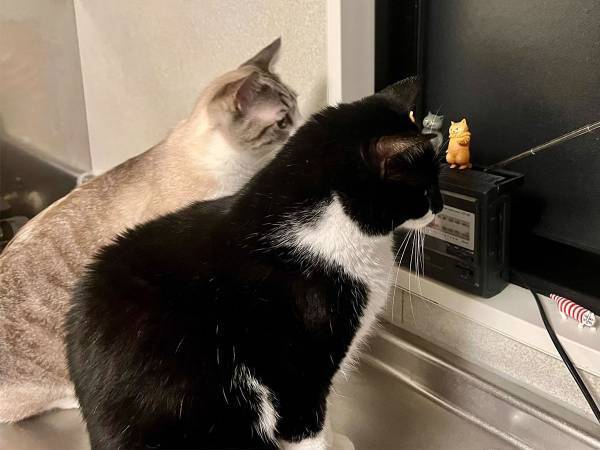 『何か』を察知した猫たち　視線の先にいたのは？