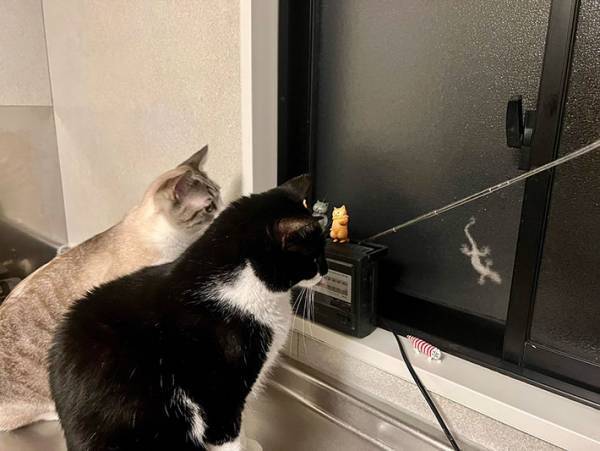 『何か』を察知した猫たち　視線の先にいたのは？