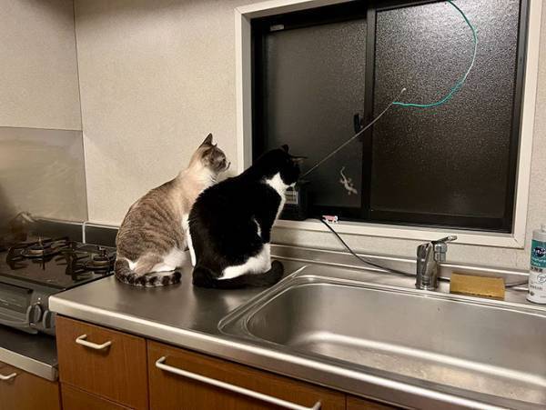 『何か』を察知した猫たち　視線の先にいたのは？