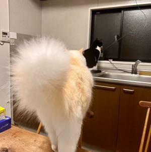 『何か』を察知した猫たち　視線の先にいたのは？