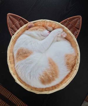 ニャンとも美味しそう…！　ふわふわな『猫タルト』に「芸術的」「ラテアートかと」