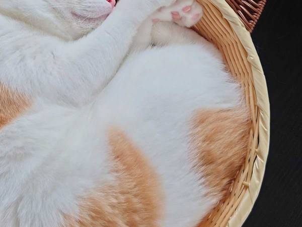 ニャンとも美味しそう…！　ふわふわな『猫タルト』に「芸術的」「ラテアートかと」