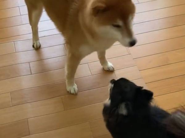 チワワに怒られた柴犬　すぐさま向かった場所が？　「人間の子供みたい」