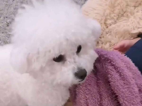 背中を出して寝ている息子　それを見た、愛犬の驚くべき行動に心を打たれる