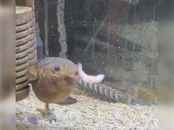 食事をするフグ　あまりに早い完食に「手品かと思った」「スローで何回も見たわ」