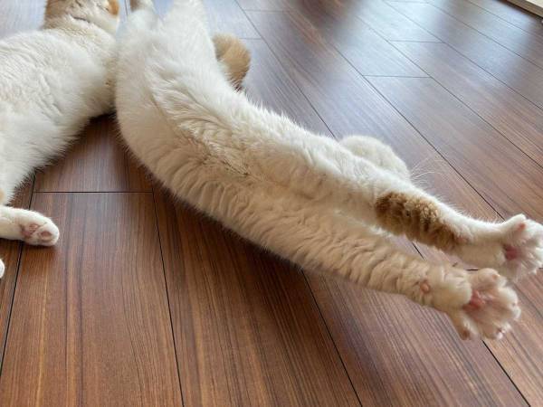 愛猫からのメッセージに飼い主「分からない」　独特の伝え方に「解読は難しそう」