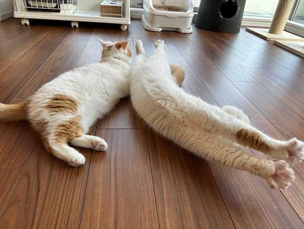 愛猫からのメッセージに飼い主「分からない」　独特の伝え方に「解読は難しそう」