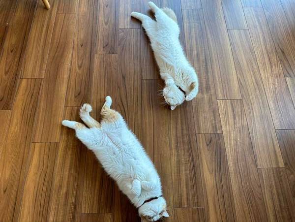 愛猫からのメッセージに飼い主「分からない」　独特の伝え方に「解読は難しそう」