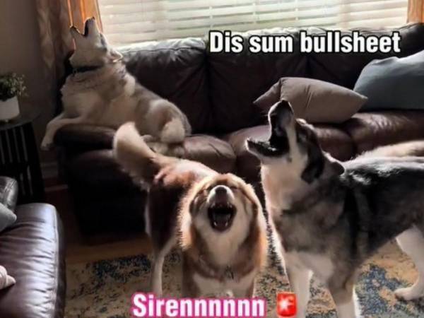 ハスキーあるある？　絶対に朝寝坊できない理由に「爆笑した」「最高の目覚まし」