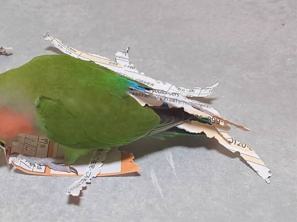 置いていた不在票がビリビリに　犯人の『正体』に、納得