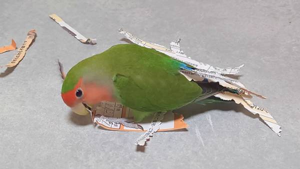 置いていた不在票がビリビリに　犯人の『正体』に、納得