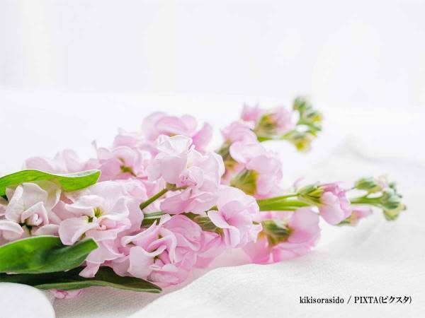 ももクロ名物マネージャー・古屋智美さん逝去　「誰よりも愛が強かった」