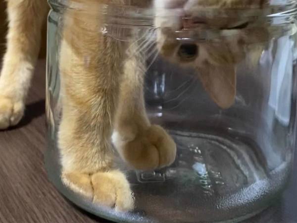 猫が入ろうとした場所に、ギョッ！　「そりゃ無理だ」「これはさすがに…」