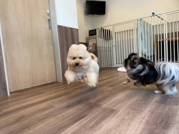 トリマーのことが大好きな愛犬　サロンで見せた姿に「すごく楽しそう」「そんなに嬉しいの？」